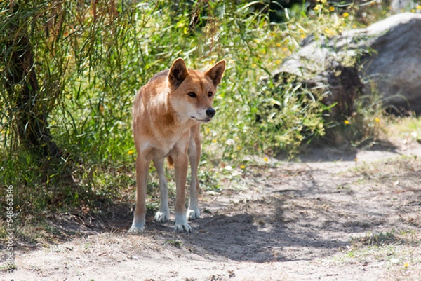 Fototapeta Dingo