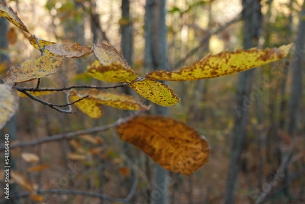 Obraz Poésie d'automne 