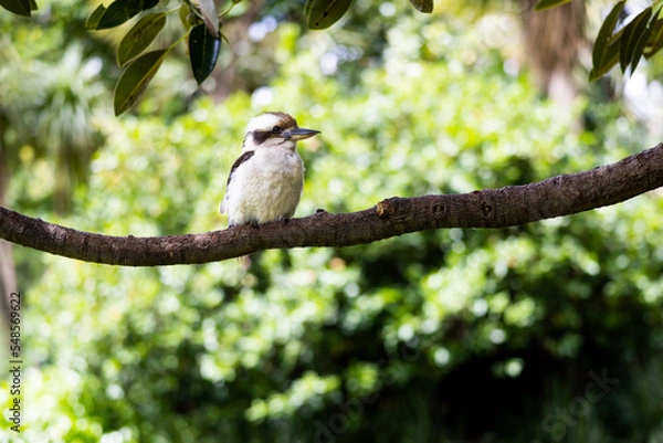 Fototapeta Kookaburra 