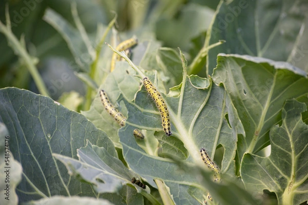 Obraz Caterpillar larvae eating cabbage leaves