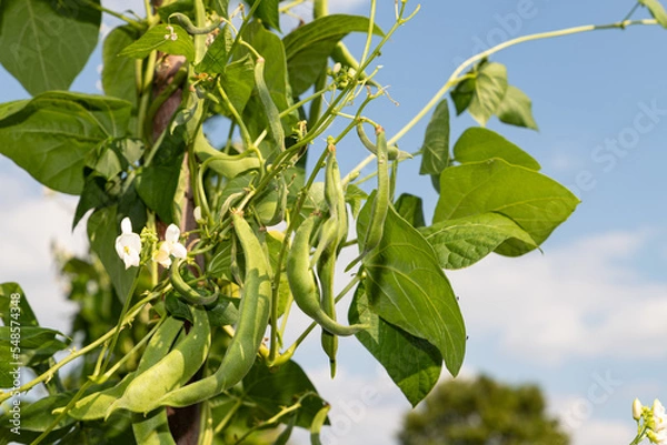 Obraz Green beans close up