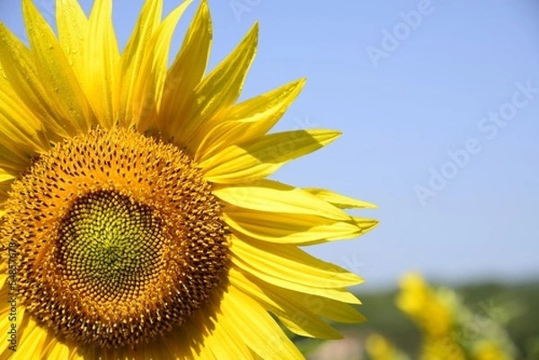 Fototapeta Sunflowers