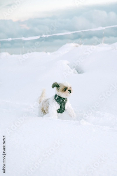 Obraz Dog playing in the snow