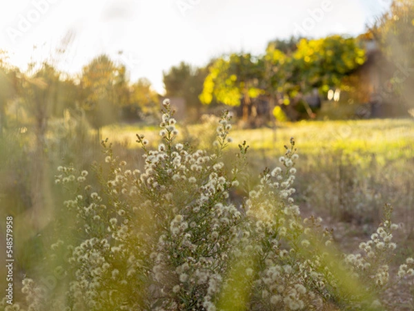 Obraz flowers in a field