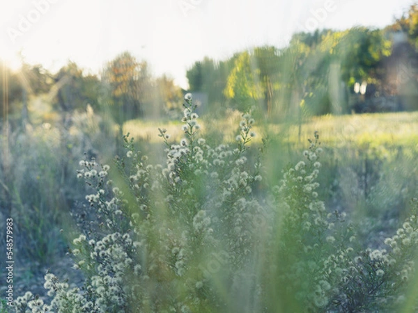 Obraz flowers in a field