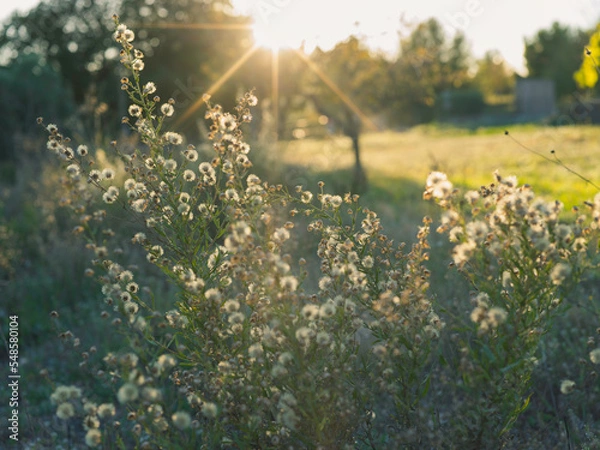 Obraz sunset in the meadow