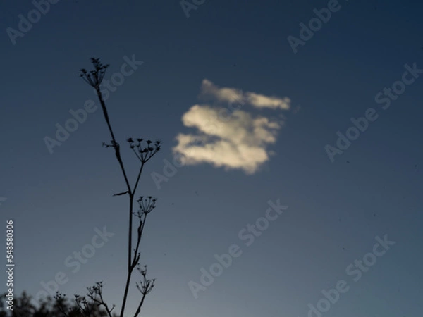 Obraz tree silhouette against sky