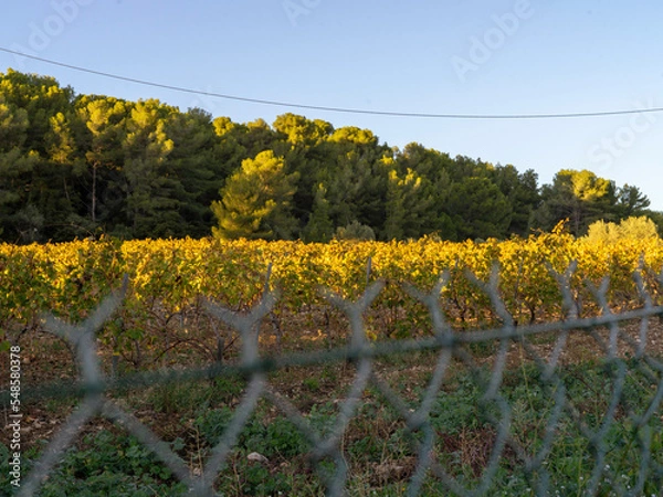 Obraz vineyard in autumn