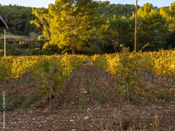 Obraz vineyard in autumn