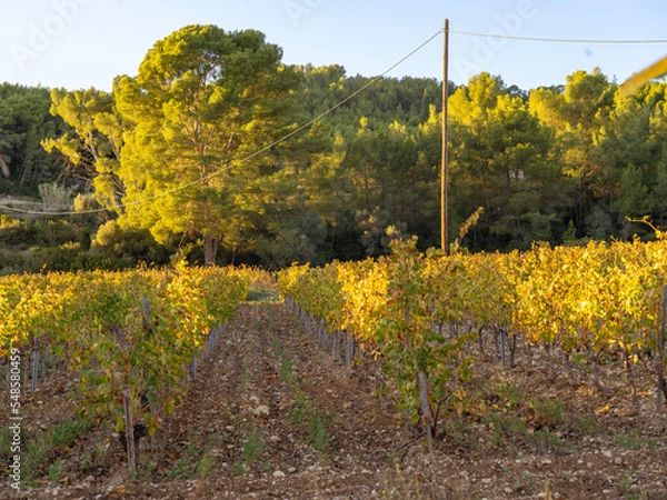Obraz vineyard in autumn