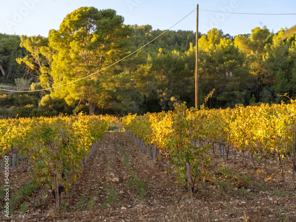 Obraz vineyard