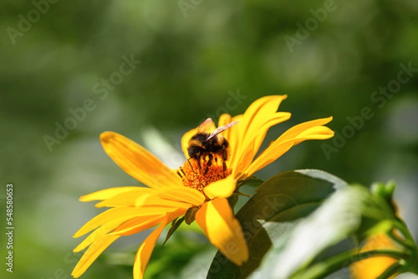 Fototapeta Bumblebee. One large bumblebee sits on a yellow sunflower flower on a Sunny bright day. Macro horizontal photography