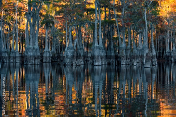 Obraz Cypress Swamp Reflections	
