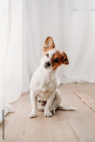 Fototapeta cute jack russell dog sitting by window in new home