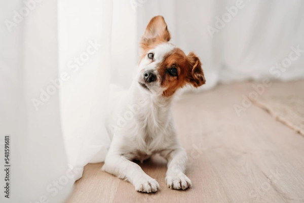 Fototapeta cute jack russell dog standing by window in new home