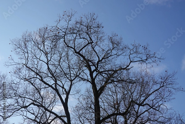 Obraz Trees Silhouetted
