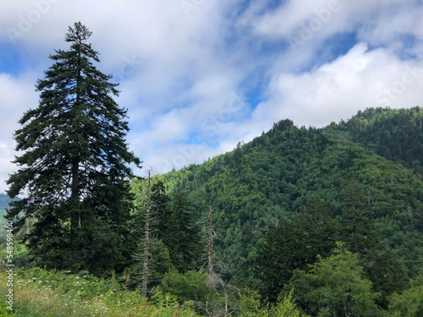 Fototapeta forest in the mountains