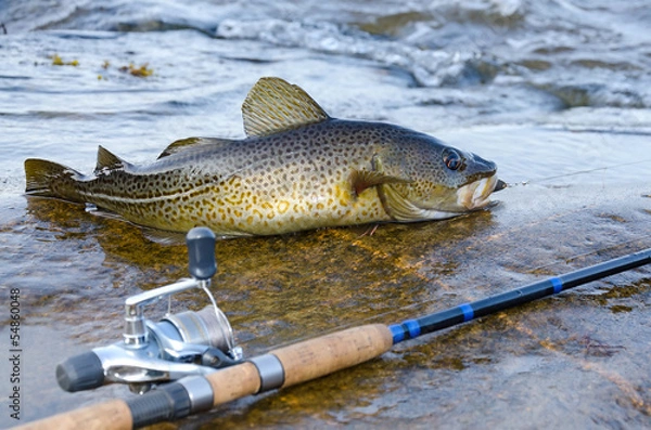 Obraz Połów dorsza na wybrzeżu