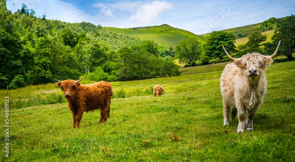 Obraz Highland Cows