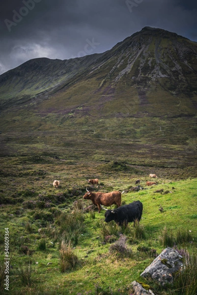Fototapeta Highland cows in the valley on Isle Of Skye, Scotland
