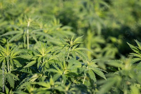 Fototapeta Cannabis Plant