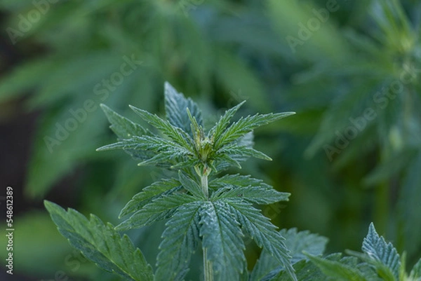 Fototapeta Cannabis Plant