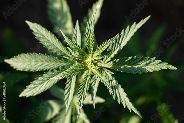 Fototapeta Cannabis Plant