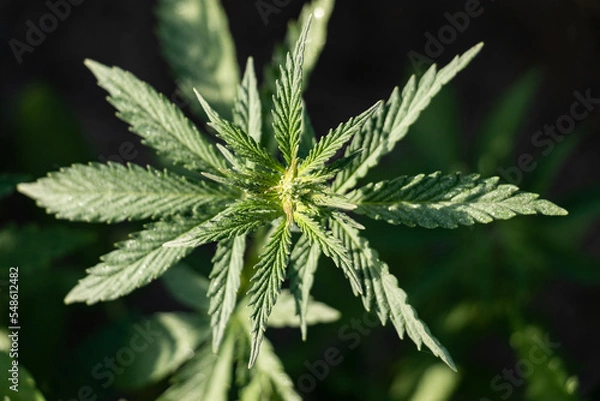 Fototapeta Cannabis Plant