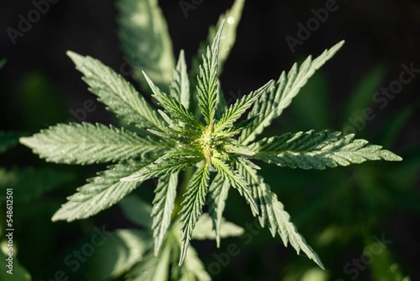 Fototapeta Cannabis Plant