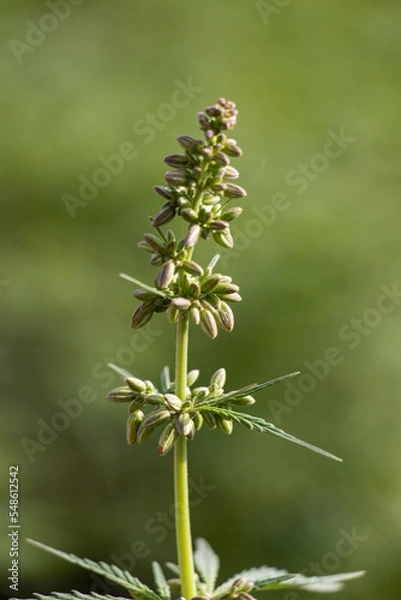 Obraz Cannabis Plant