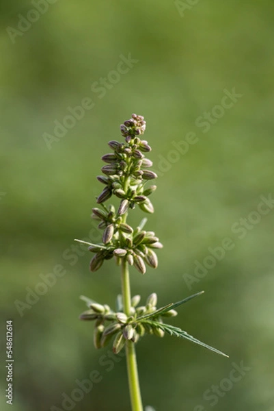 Fototapeta Cannabis Plant