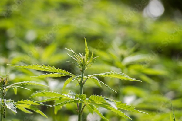 Fototapeta Cannabis Plant