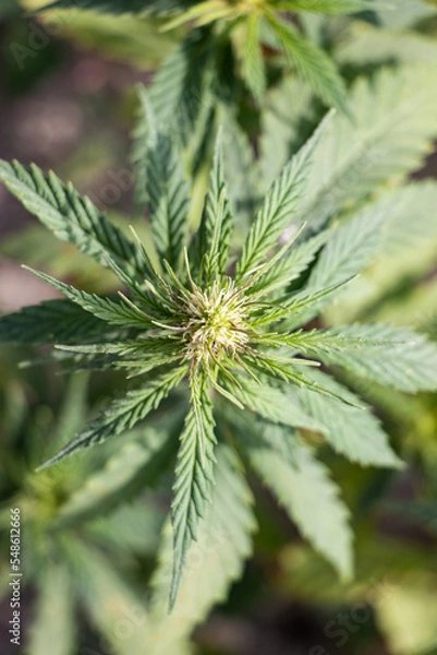 Fototapeta Cannabis Plant