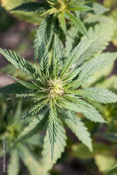 Fototapeta Cannabis Plant