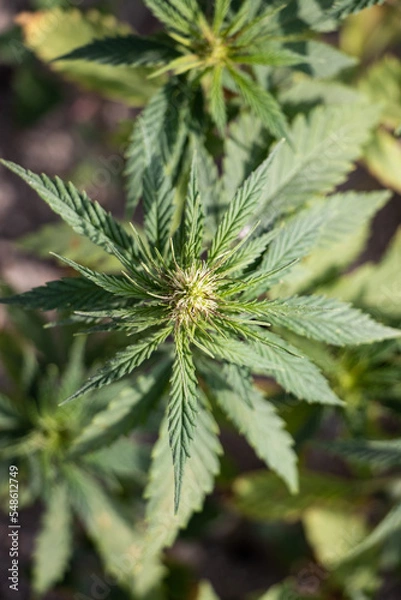 Fototapeta Cannabis Plant