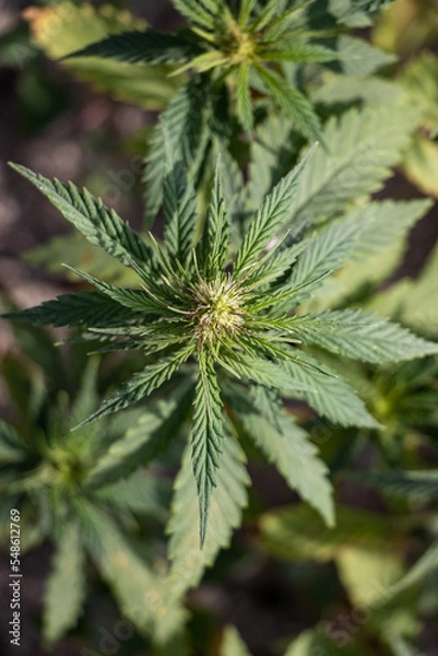 Fototapeta Cannabis Plant