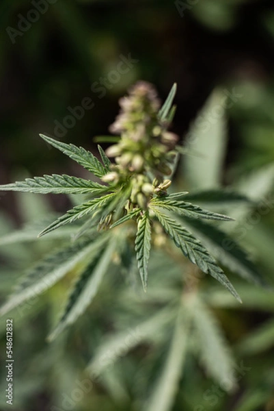 Fototapeta Cannabis Plant