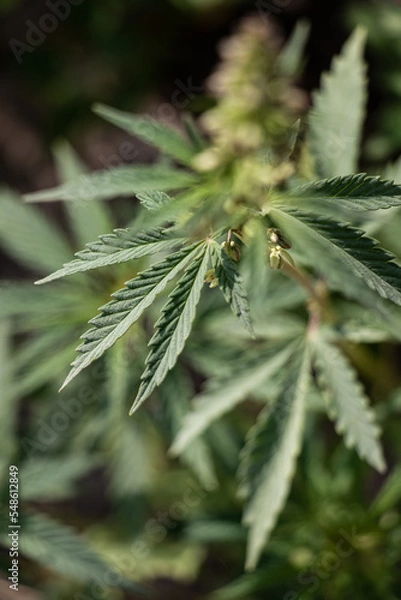 Obraz Cannabis Plant