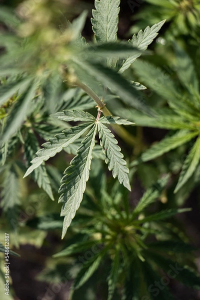 Fototapeta Cannabis Plant