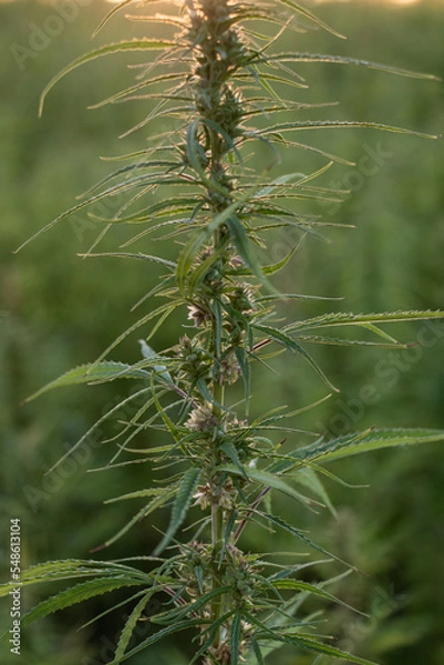 Fototapeta Cannabis Plant