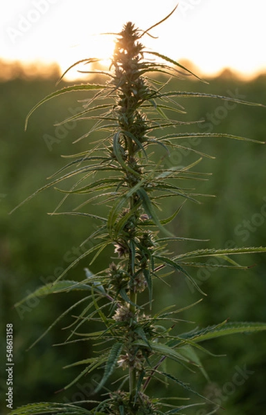 Fototapeta Cannabis Plant