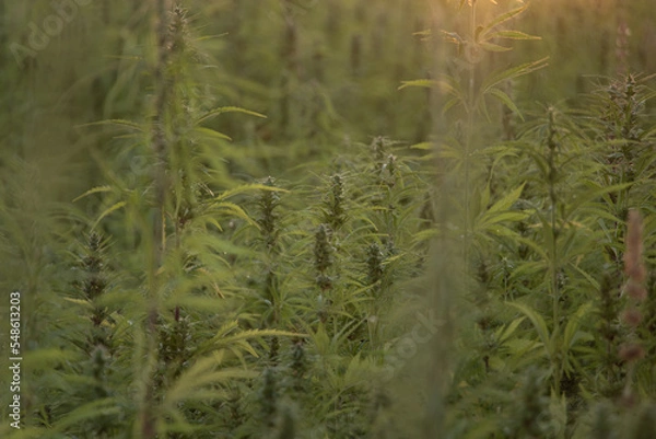 Fototapeta Cannabis Plant