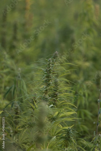Fototapeta Cannabis Plant