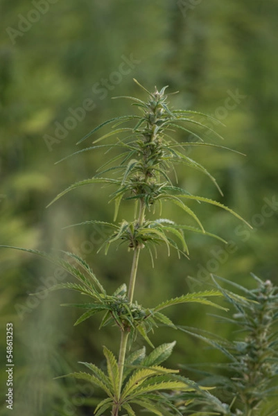 Fototapeta Cannabis Plant