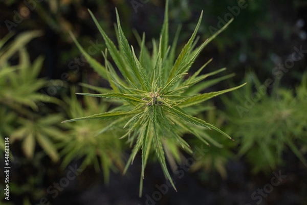 Fototapeta Cannabis Plant