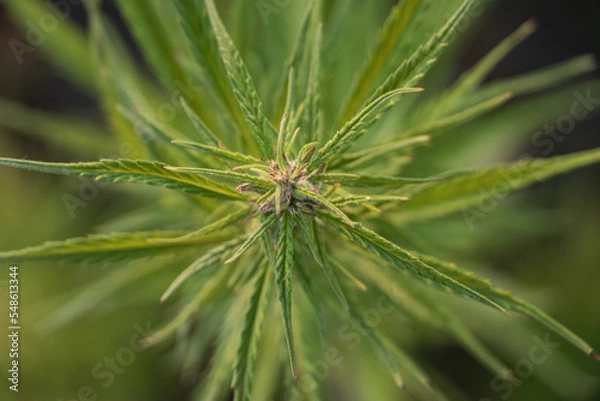 Fototapeta Cannabis Plant