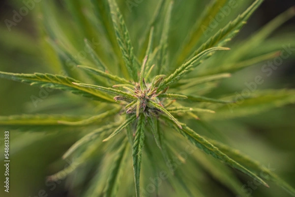 Fototapeta Cannabis Plant