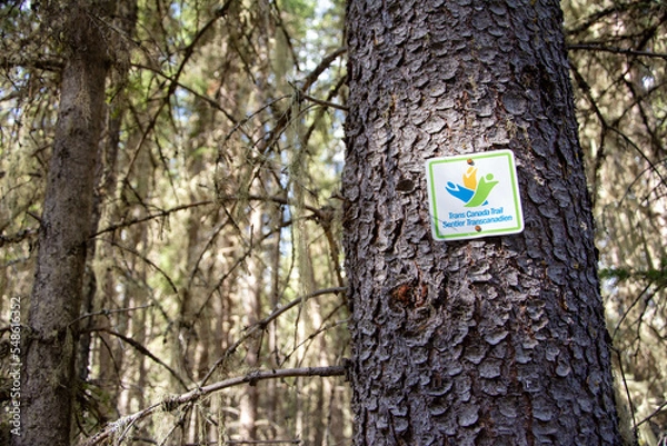 Obraz Trans Canada Trail sign on tree