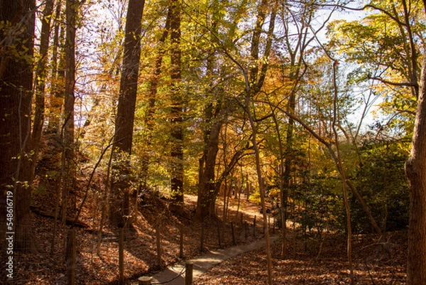 Obraz Autumn Trees in the park along a nature trail 