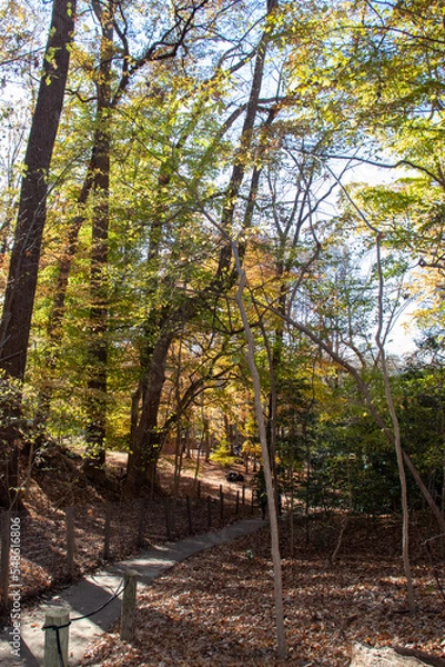 Fototapeta Autumn Trees in the park along a nature trail 